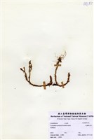 藏品(反捲葉石松)的圖片